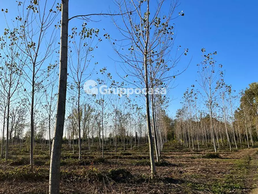 Immagine 18 di Terreno agricolo in vendita  a Magenta