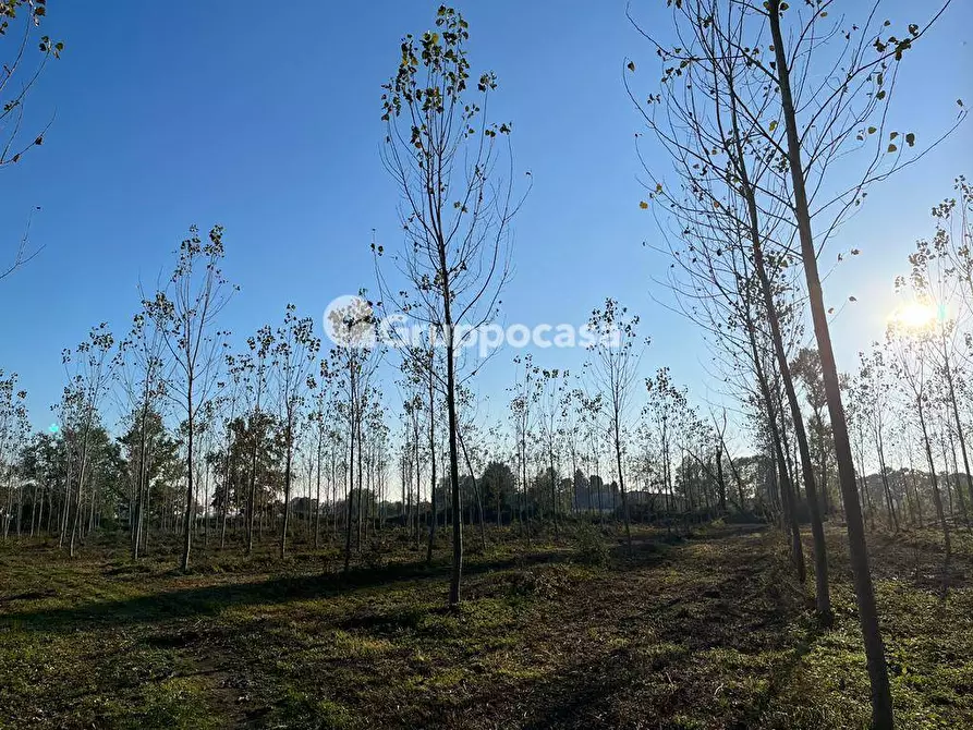 Immagine 21 di Terreno agricolo in vendita  a Magenta
