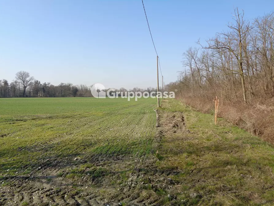 Immagine 3 di Terreno agricolo in vendita  in pietrasanta a Magenta