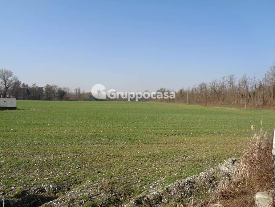Immagine 8 di Terreno agricolo in vendita  in pietrasanta a Magenta