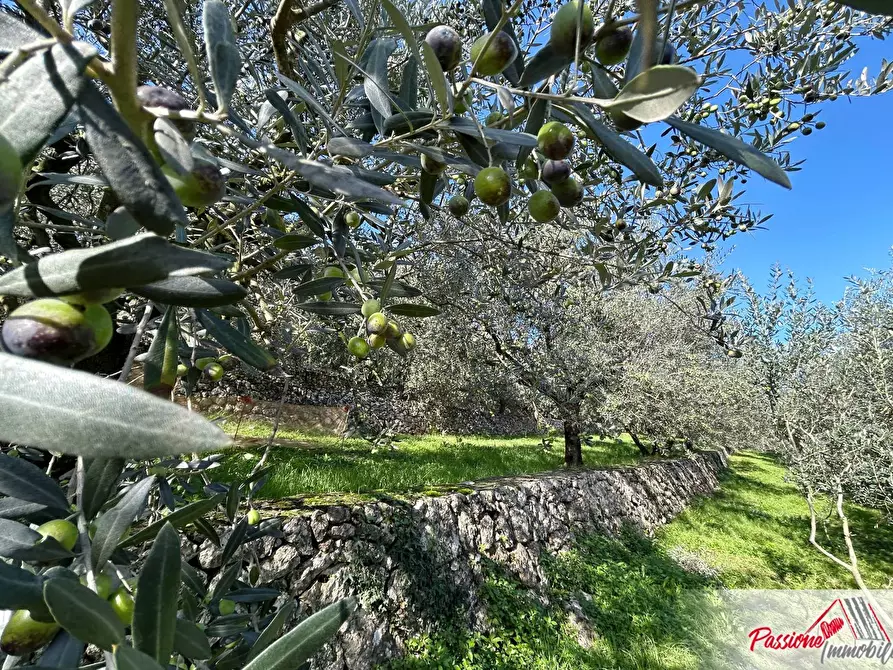 Immagine 2 di Terreno agricolo in vendita  in Strada Del Borago a Verona