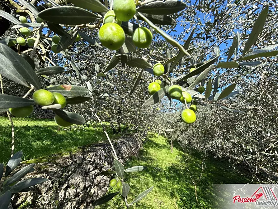 Immagine 5 di Terreno agricolo in vendita  in Strada Del Borago a Verona