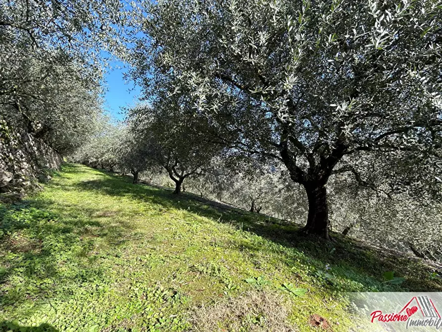 Immagine 13 di Terreno agricolo in vendita  in Strada Del Borago a Verona