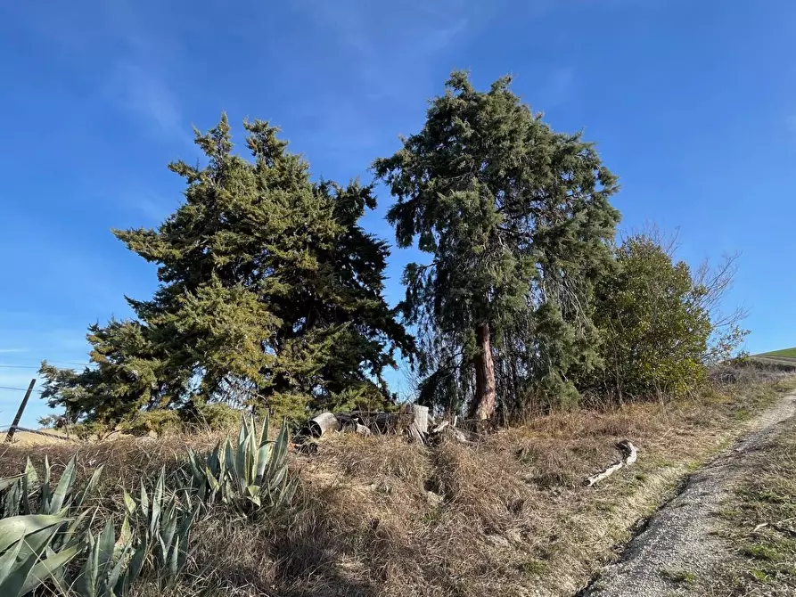 Immagine 14 di Rustico / casale in vendita  in Contrada San Gregorio a Ripatransone