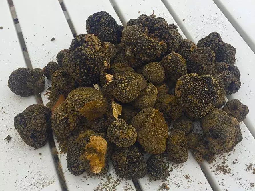 Immagine 12 di Rustico / casale in vendita  in Contrada Lame a Force