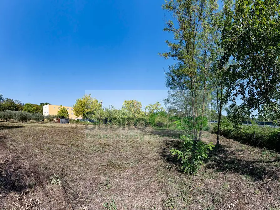 Immagine 3 di Terreno agricolo in vendita  in Via Pignatelli a Cepagatti