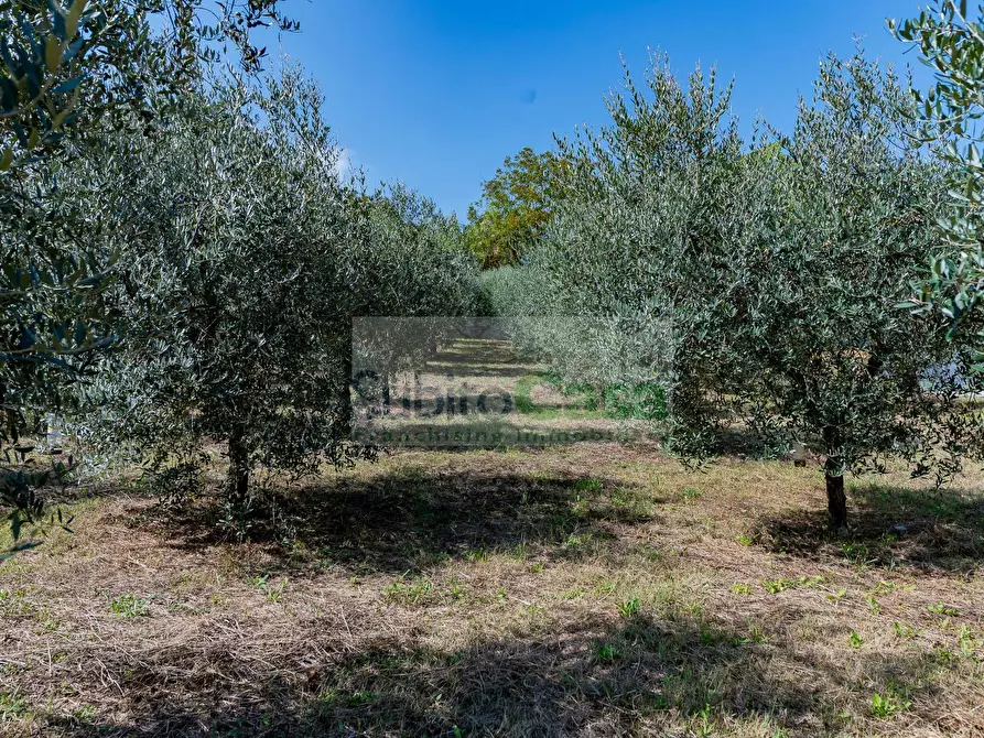Immagine 6 di Terreno agricolo in vendita  in Via Pignatelli a Cepagatti