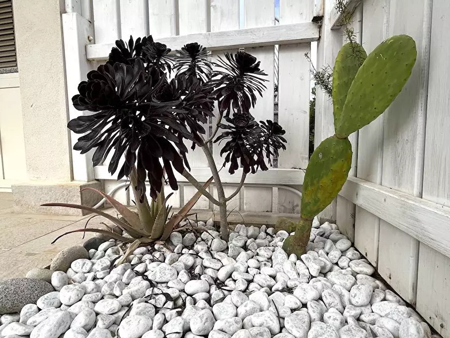 Immagine 6 di Appartamento in vendita  in Loc. Isola Rossa a Trinità D'agultu E Vignola