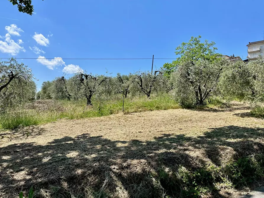Immagine 2 di Terreno agricolo in vendita  in via valle a Monte San Pietrangeli