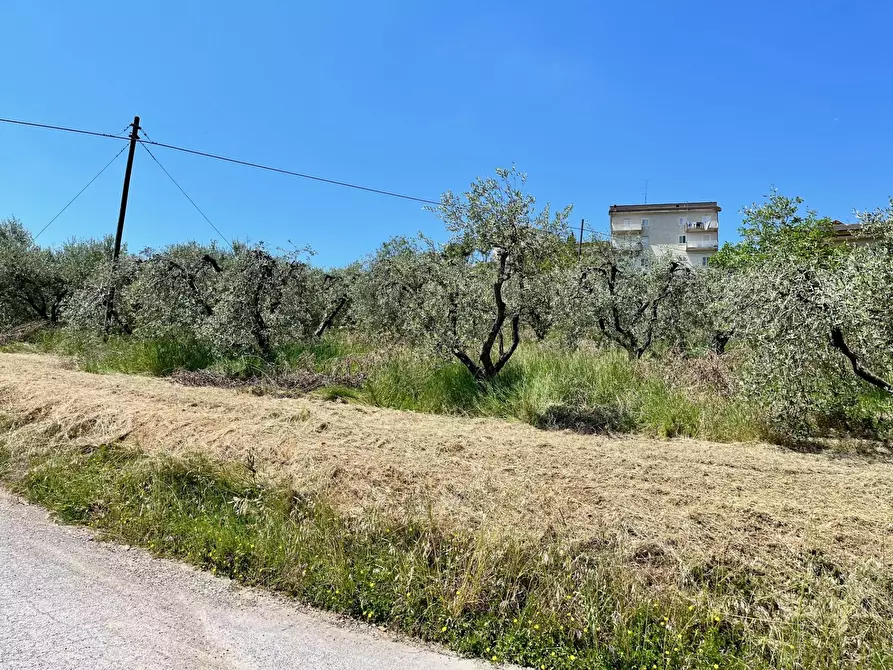 Immagine 5 di Terreno agricolo in vendita  in via valle a Monte San Pietrangeli