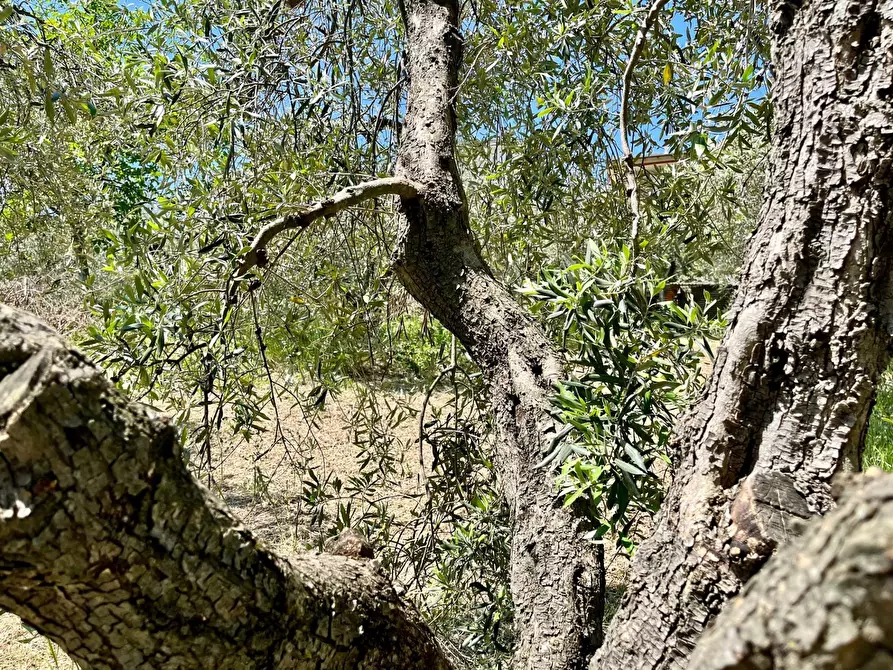 Immagine 7 di Terreno agricolo in vendita  in via valle a Monte San Pietrangeli