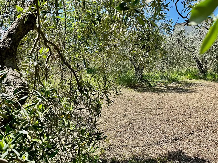 Immagine 8 di Terreno agricolo in vendita  in via valle a Monte San Pietrangeli