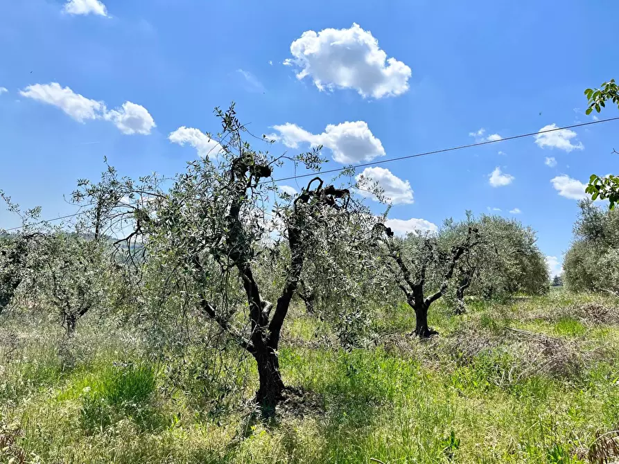 Immagine 9 di Terreno agricolo in vendita  in via valle a Monte San Pietrangeli
