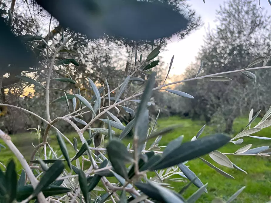 Immagine 11 di Rustico / casale in vendita  in via Malviano a Monte San Vito