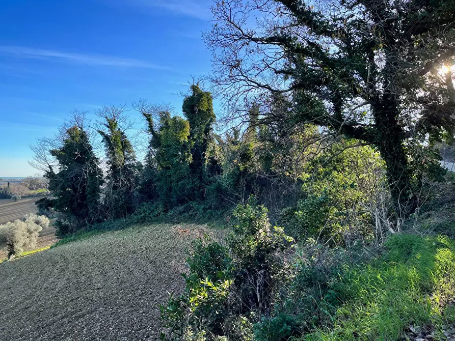 Immagine 14 di Rustico / casale in vendita  in via Malviano a Monte San Vito