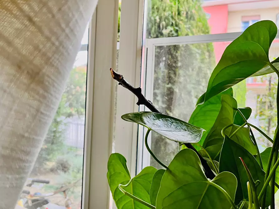 Immagine 9 di Appartamento in vendita  in Via Gian Battista Vico a Senigallia