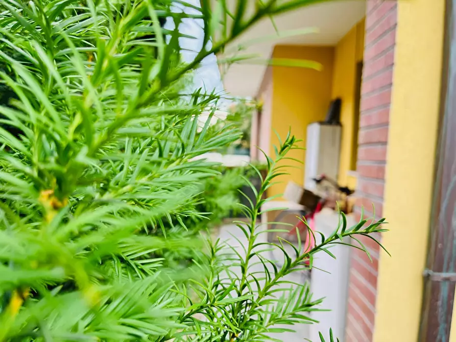 Immagine 19 di Appartamento in vendita  in Via Gian Battista Vico a Senigallia