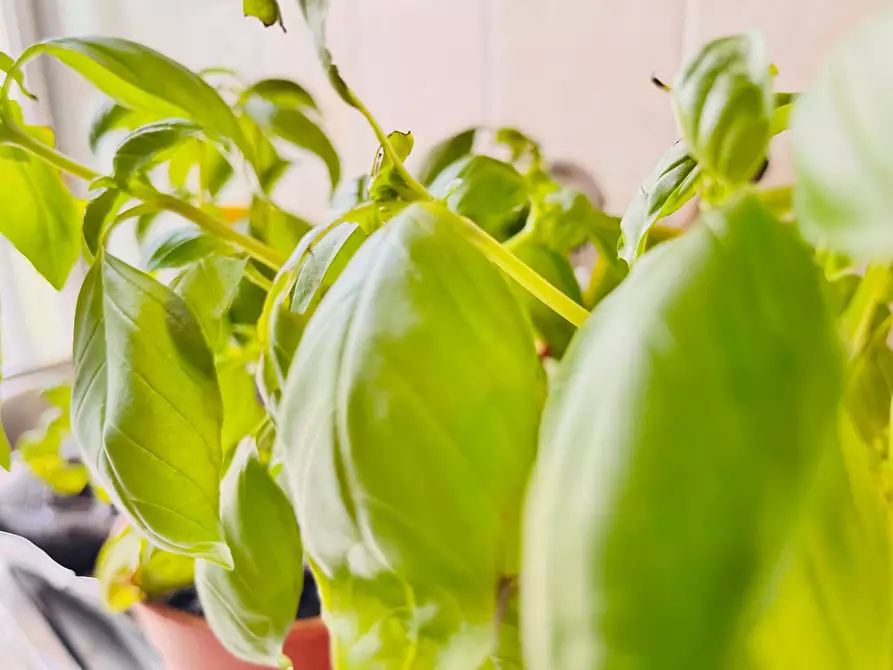 Immagine 24 di Appartamento in vendita  in via Giannelli a Ancona