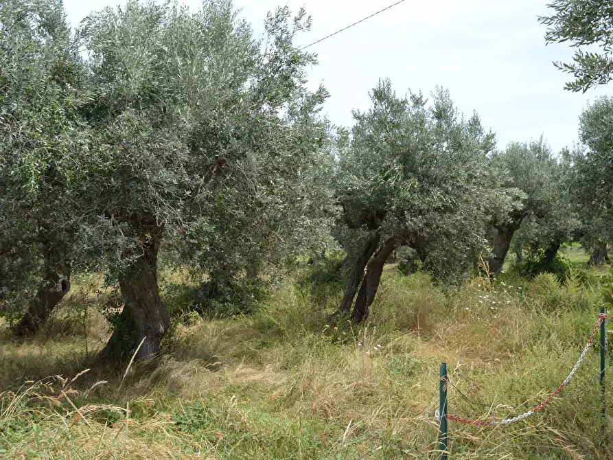 Immagine 2 di Terreno agricolo in vendita  in VIA DEL PORTO a Vasto