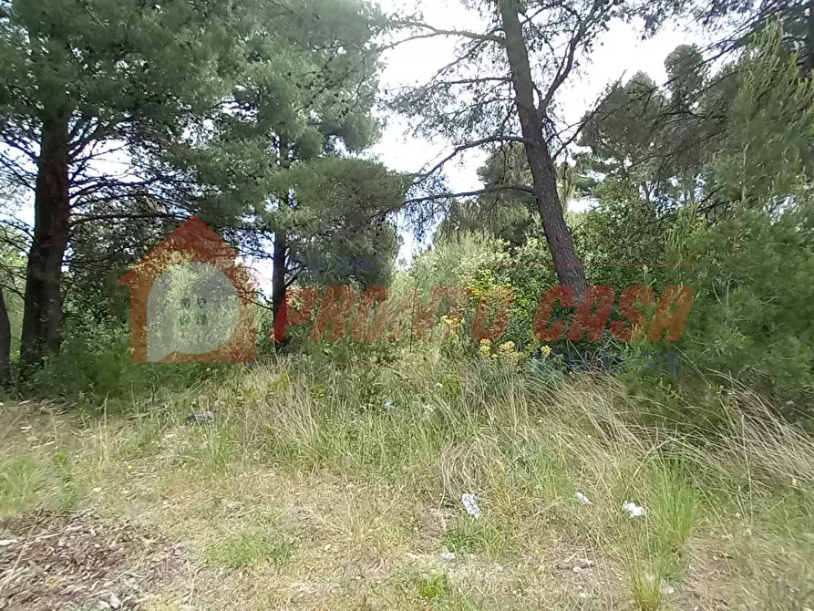 Immagine 8 di Terreno agricolo in vendita  in Strada Provinciale 528 a Vico Del Gargano