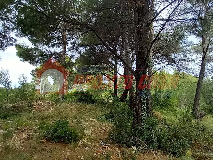 Immagine 10 di Terreno agricolo in vendita  in Strada Provinciale 528 a Vico Del Gargano