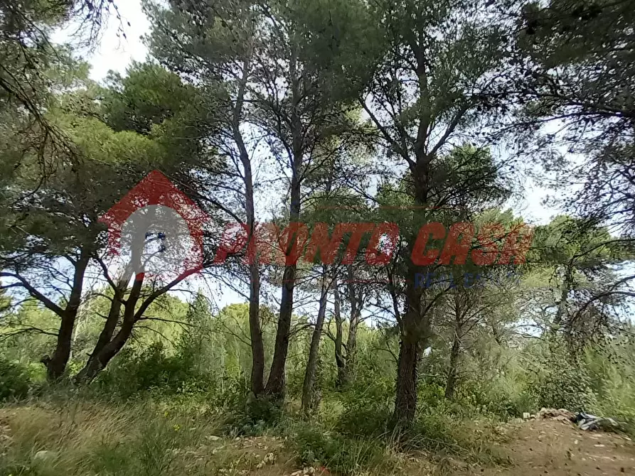 Immagine 11 di Terreno agricolo in vendita  in Strada Provinciale 528 a Vico Del Gargano