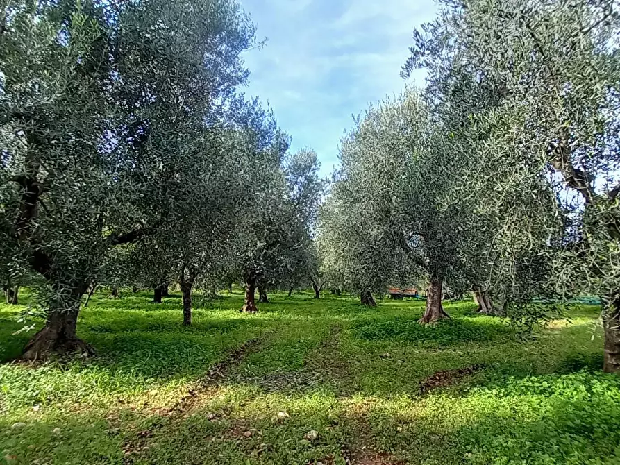 Immagine 1 di Terreno agricolo in vendita  in Contrada PIANO a Ischitella