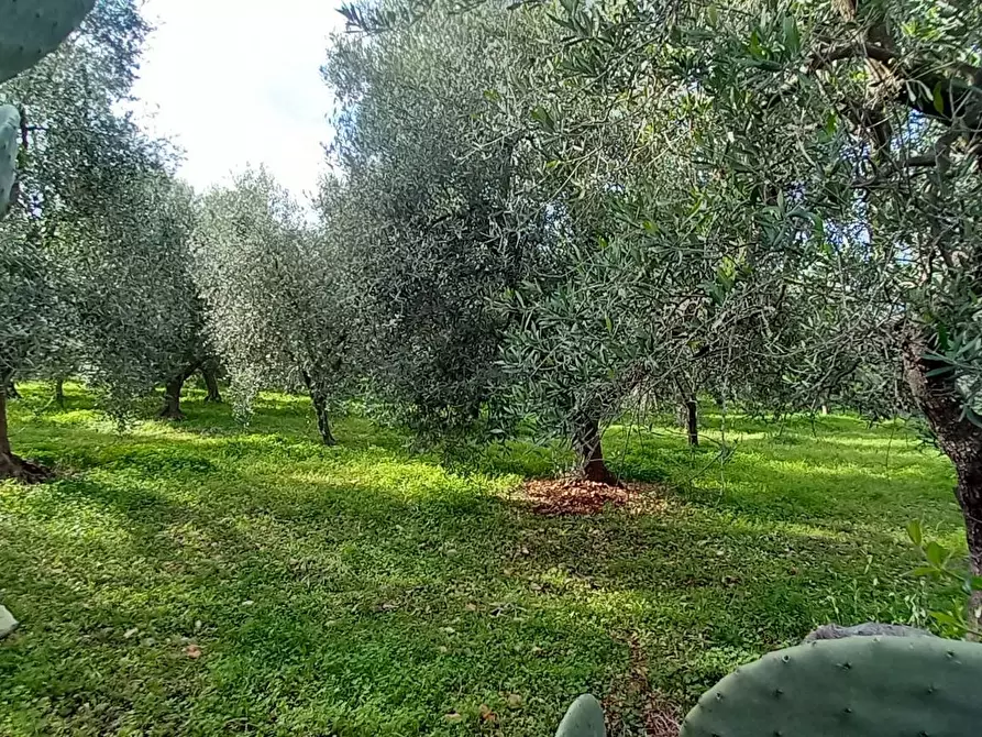 Immagine 6 di Terreno agricolo in vendita  in Contrada PIANO d'ERCOLE a Ischitella