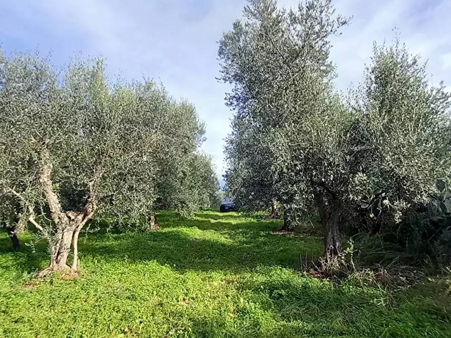 Immagine 8 di Terreno agricolo in vendita  in Contrada PIANO d'ERCOLE a Ischitella