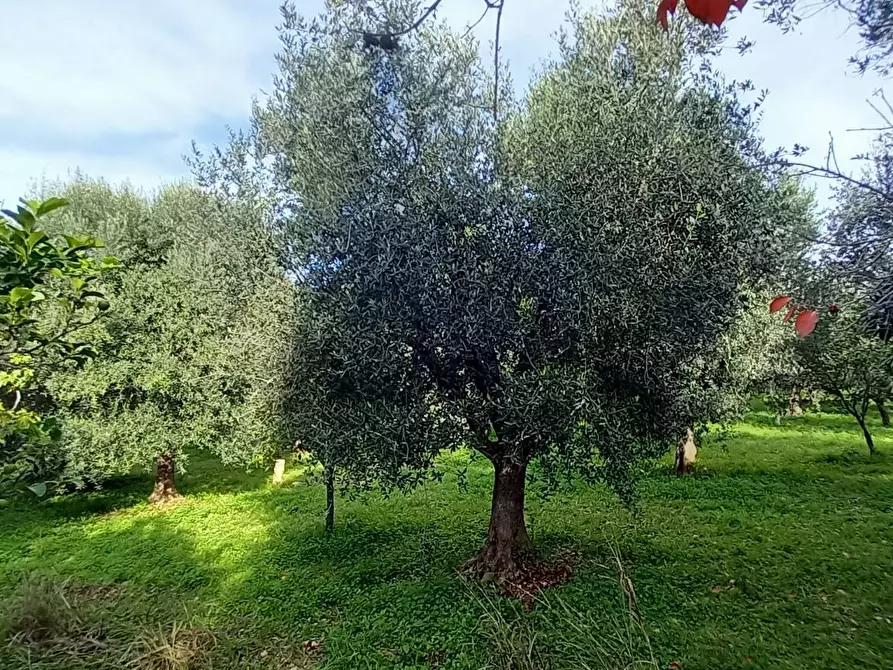 Immagine 10 di Terreno agricolo in vendita  in Contrada PIANO d'ERCOLE a Ischitella