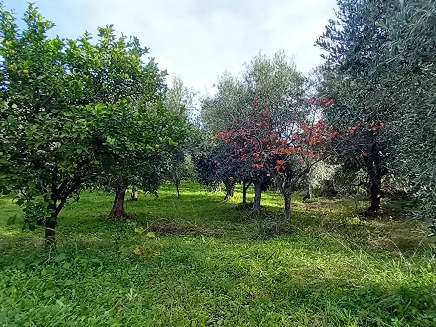 Immagine 11 di Terreno agricolo in vendita  in Contrada PIANO d'ERCOLE a Ischitella