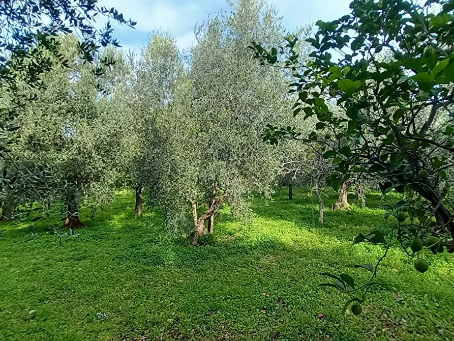Immagine 12 di Terreno agricolo in vendita  in Contrada PIANO d'ERCOLE a Ischitella
