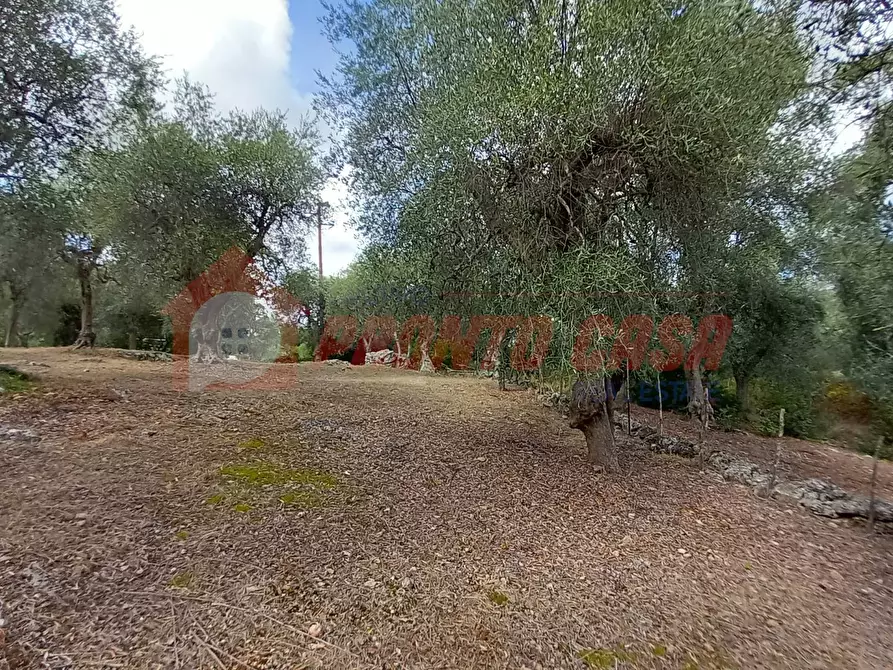 Immagine 5 di Terreno agricolo in vendita  in Contrada VALLONE DEI MULINI a Ischitella
