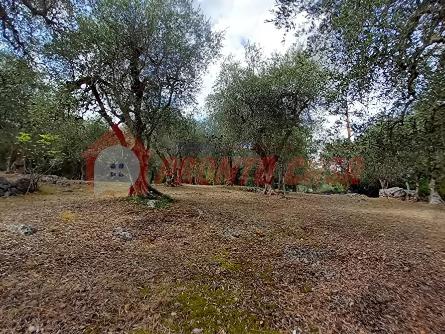 Immagine 6 di Terreno agricolo in vendita  in Contrada VALLONE DEI MULINI a Ischitella