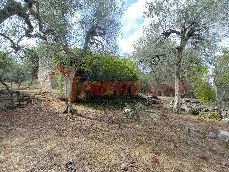 Immagine 8 di Terreno agricolo in vendita  in Contrada VALLONE DEI MULINI a Ischitella