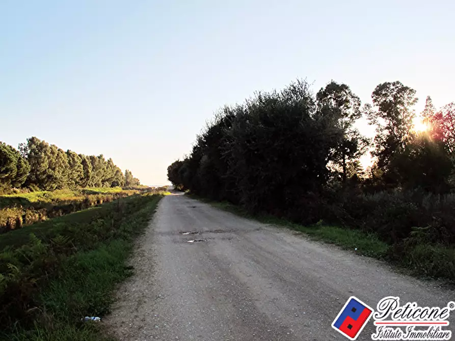 Immagine 6 di Terreno agricolo in vendita  in Via flacca km 8400 a Fondi