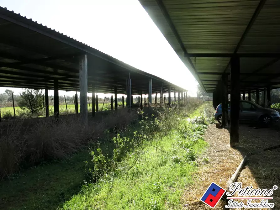 Immagine 2 di Terreno agricolo in vendita  in Via Orione a Monte San Biagio