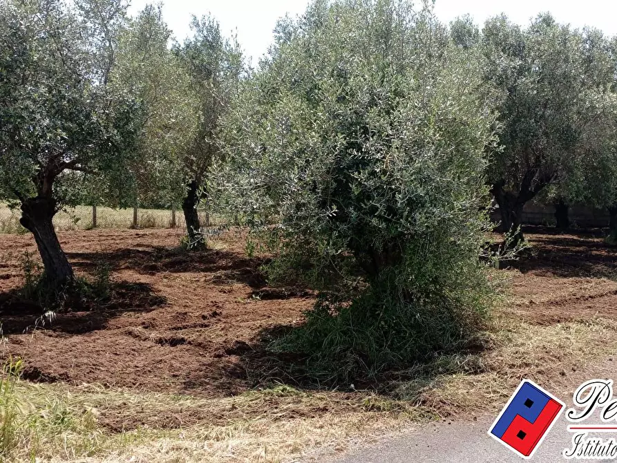 Immagine 2 di Terreno agricolo in vendita  in Via s.Anastasia a Fondi