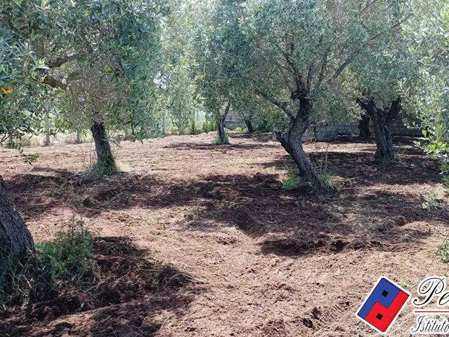 Immagine 8 di Terreno agricolo in vendita  in Via s.Anastasia a Fondi