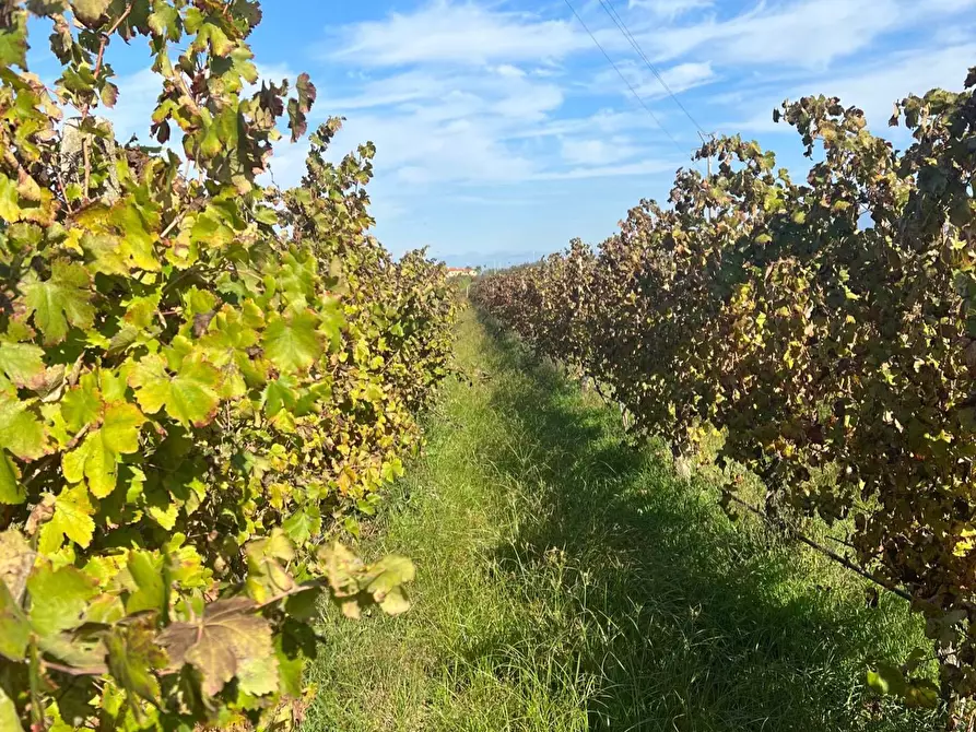 Immagine 1 di Terreno agricolo in vendita  a Cellole