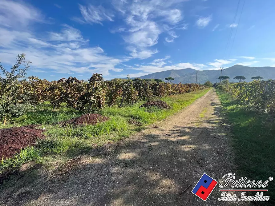 Immagine 2 di Terreno agricolo in vendita  a Cellole