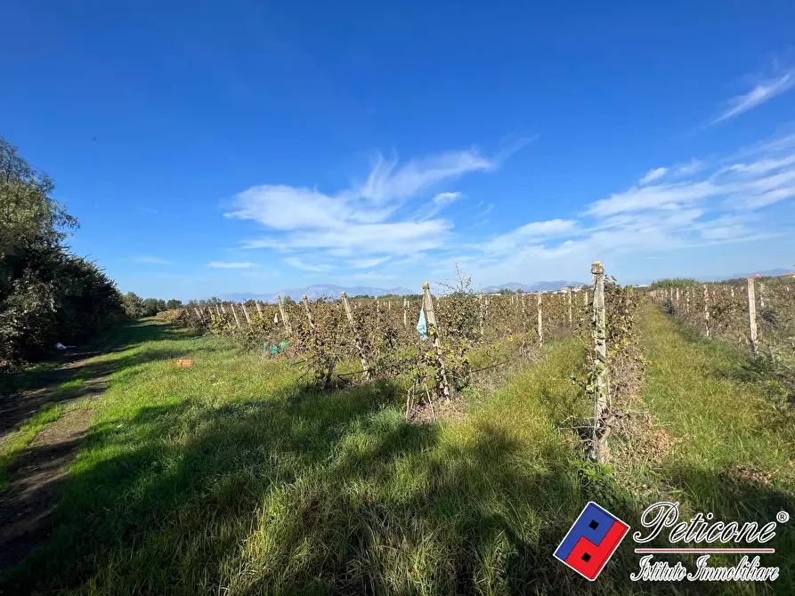 Immagine 3 di Terreno agricolo in vendita  a Cellole