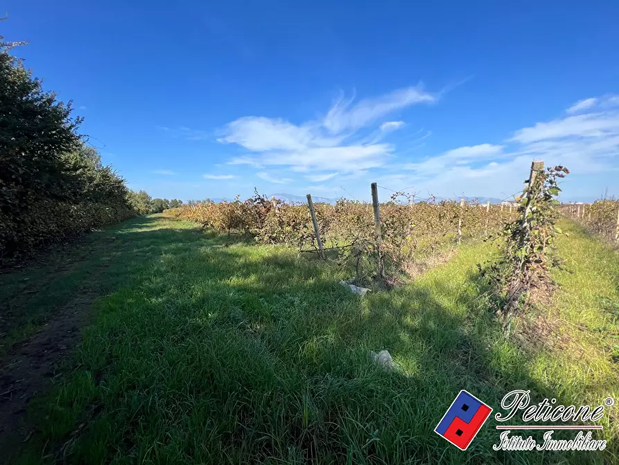 Immagine 5 di Terreno agricolo in vendita  a Cellole