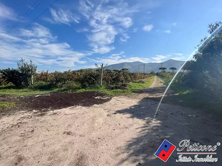 Immagine 6 di Terreno agricolo in vendita  a Cellole