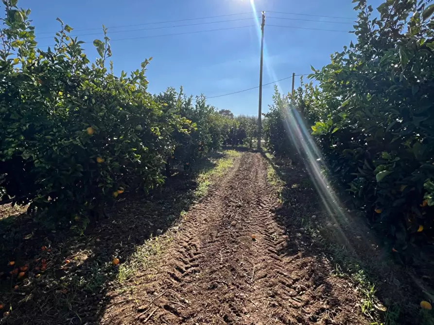 Immagine 3 di Terreno agricolo in vendita  in Via Fontanelle S. Marco a Fondi