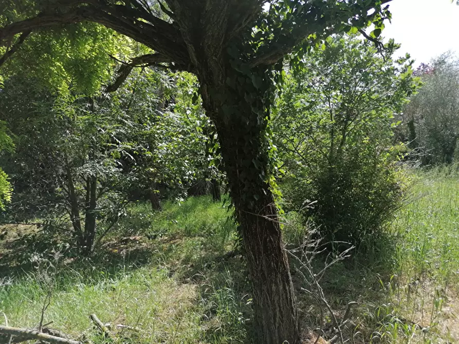 Immagine 5 di Rustico / casale in vendita  in Fossombrone a Fossombrone