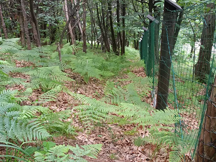 Immagine 1 di Terreno agricolo in vendita  in localita' Mortè a Roccaforte Mondovi'