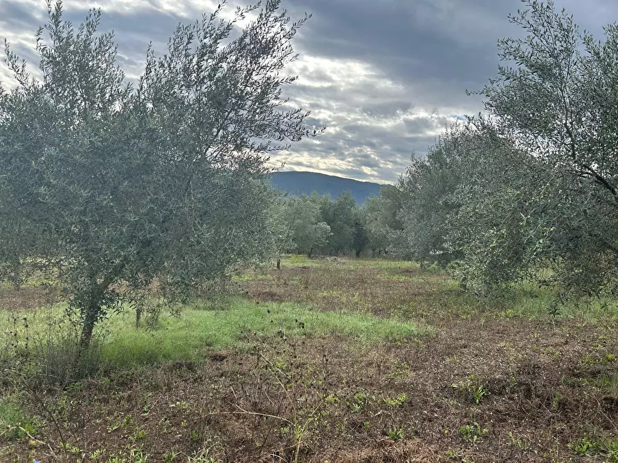 Immagine 8 di Terreno agricolo in vendita  in via colle spinello a Guidonia Montecelio