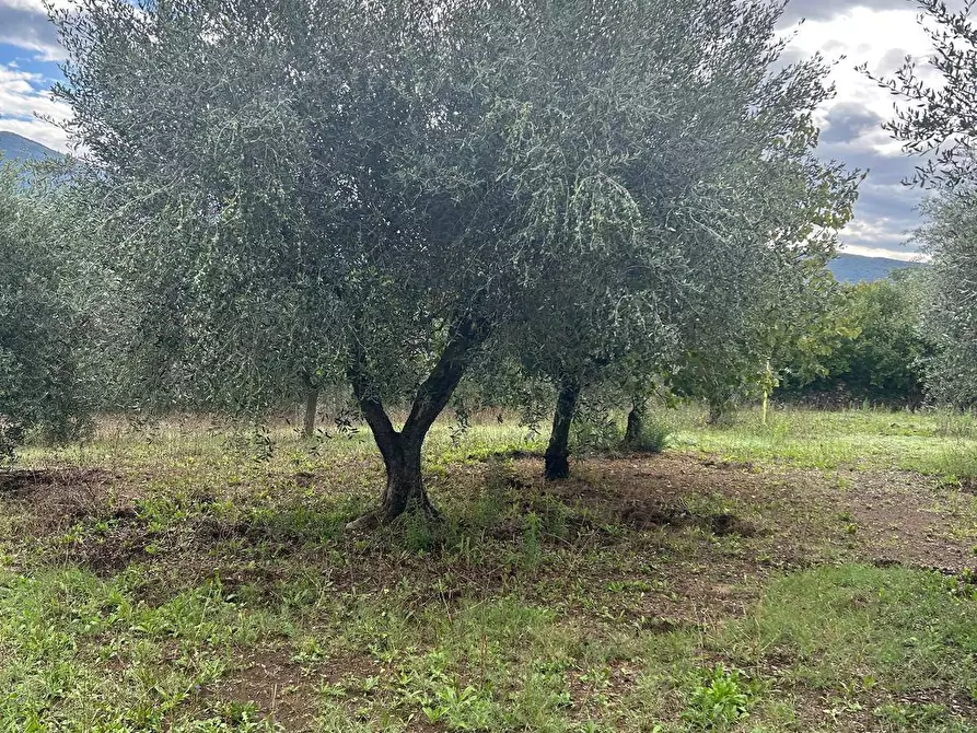 Immagine 24 di Terreno agricolo in vendita  in via colle spinello a Guidonia Montecelio