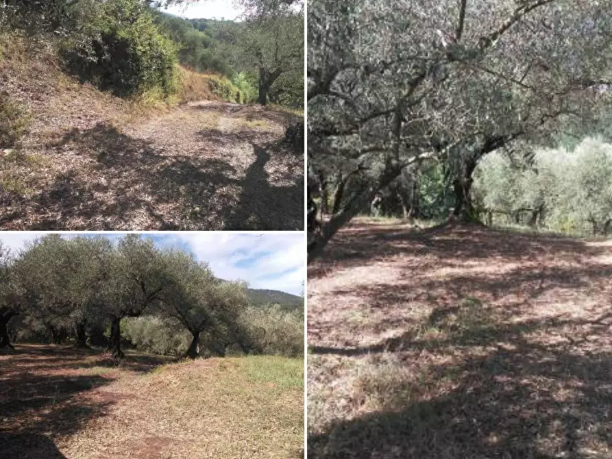 Immagine 4 di Terreno agricolo in vendita  in via Colle San Francesco a Guidonia Montecelio